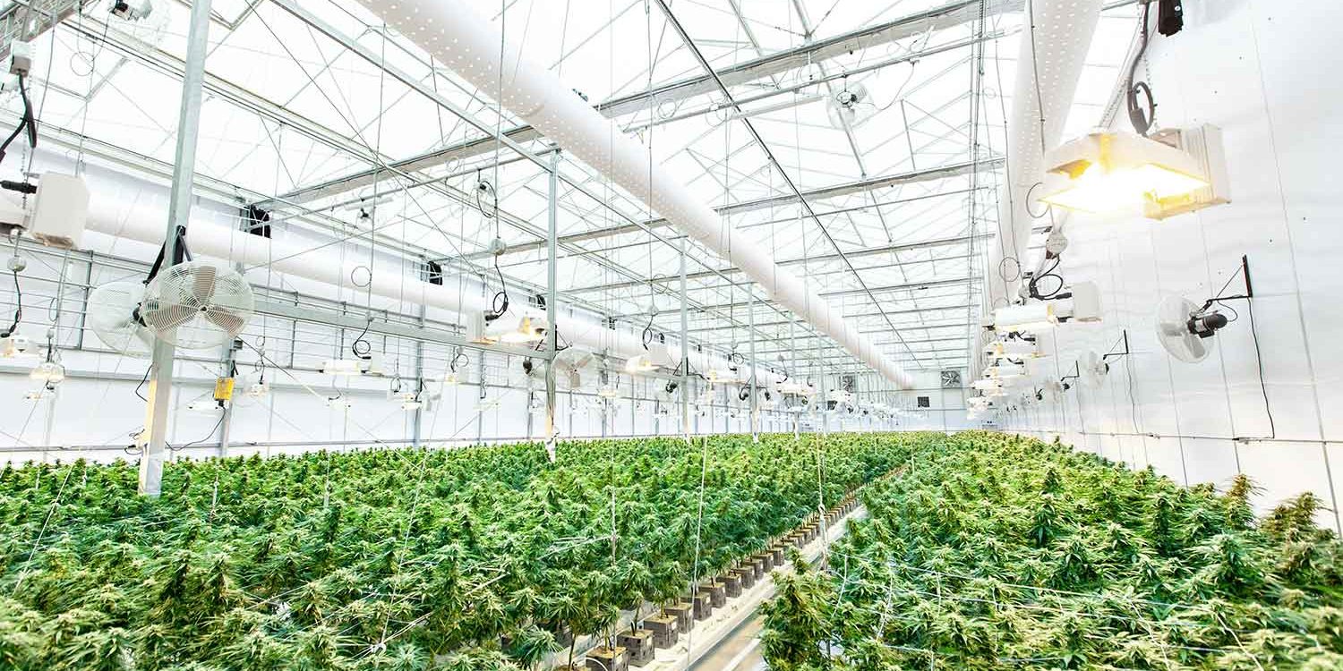 Texas-Cannabis-Delivery-Online