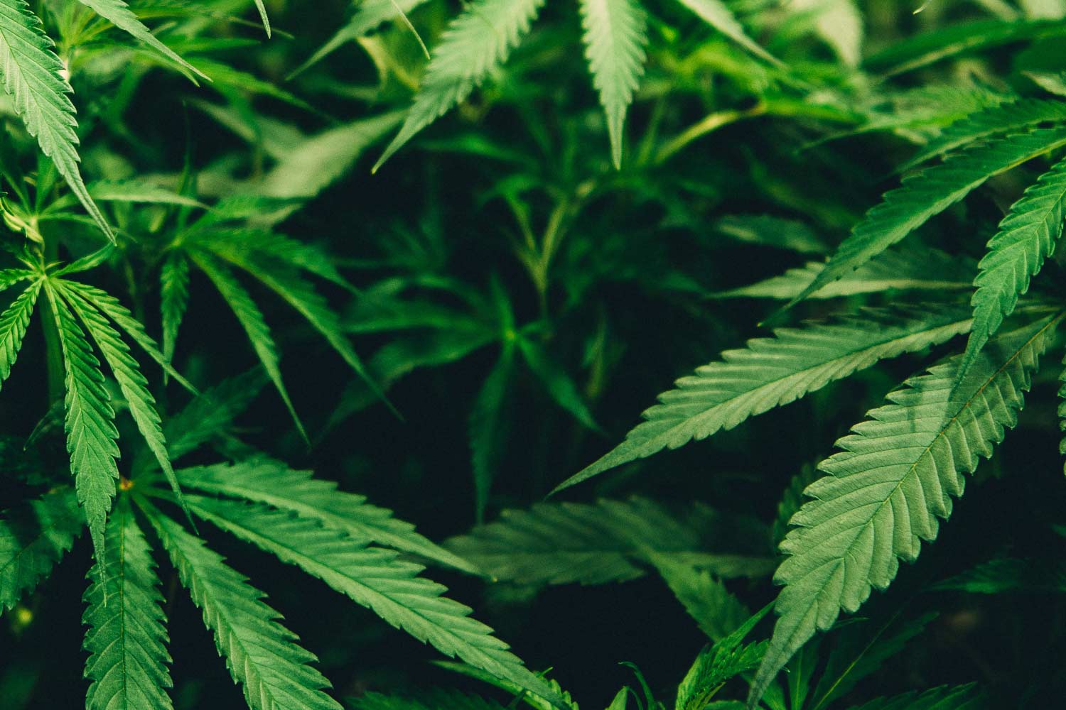 buy-cbd-cannabis-online